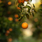 Wild Orange Essential Oil