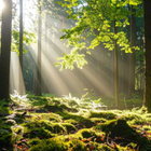 Japanese Hinoki Wood Essential Oil