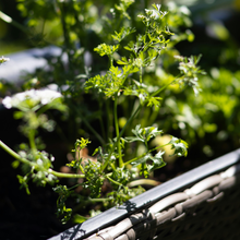 Coriander Seed C02 Essential Oil