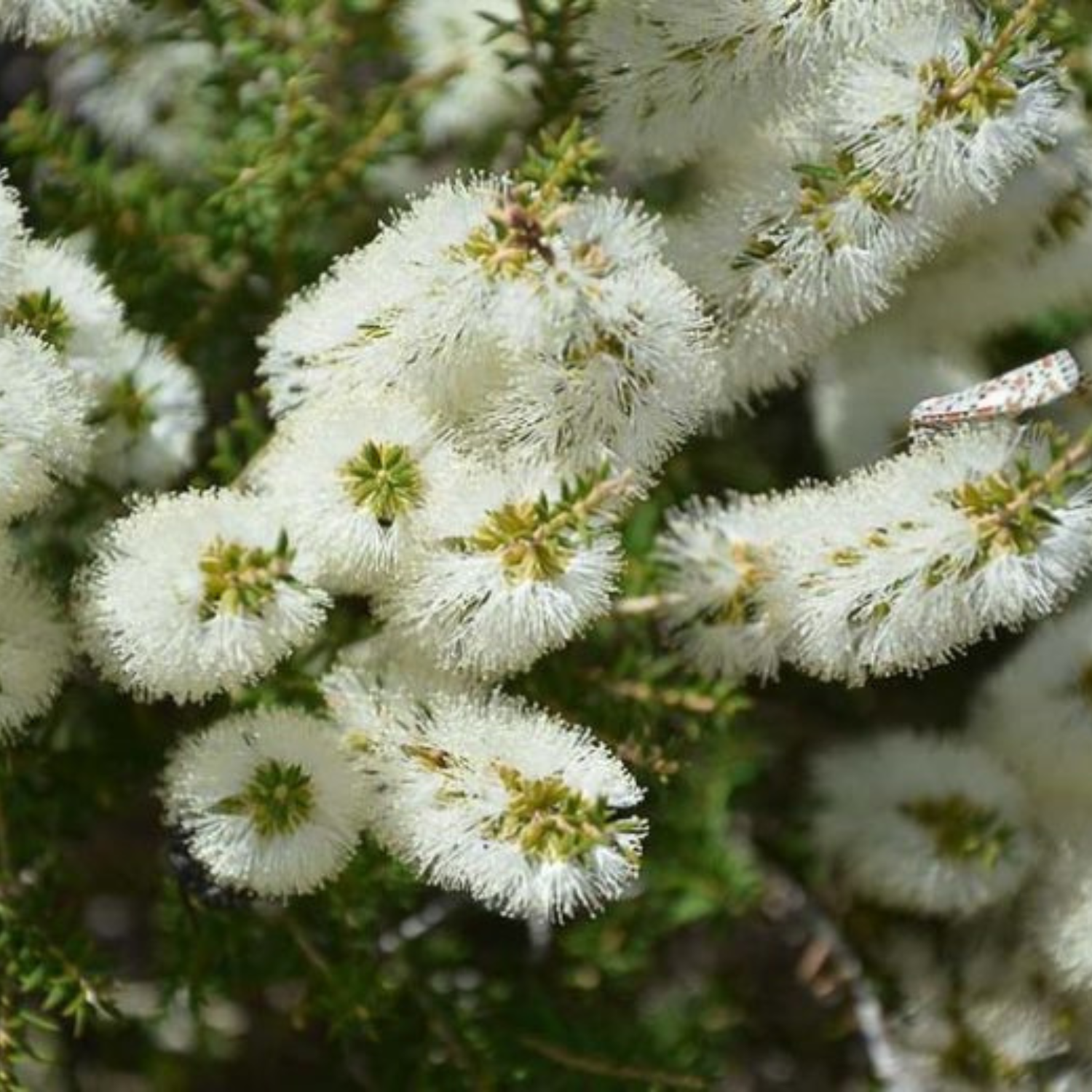 Honey Myrtle Essential Oil