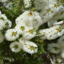 Honey Myrtle Essential Oil