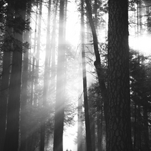 Forest Bathing Purifying Room Spray