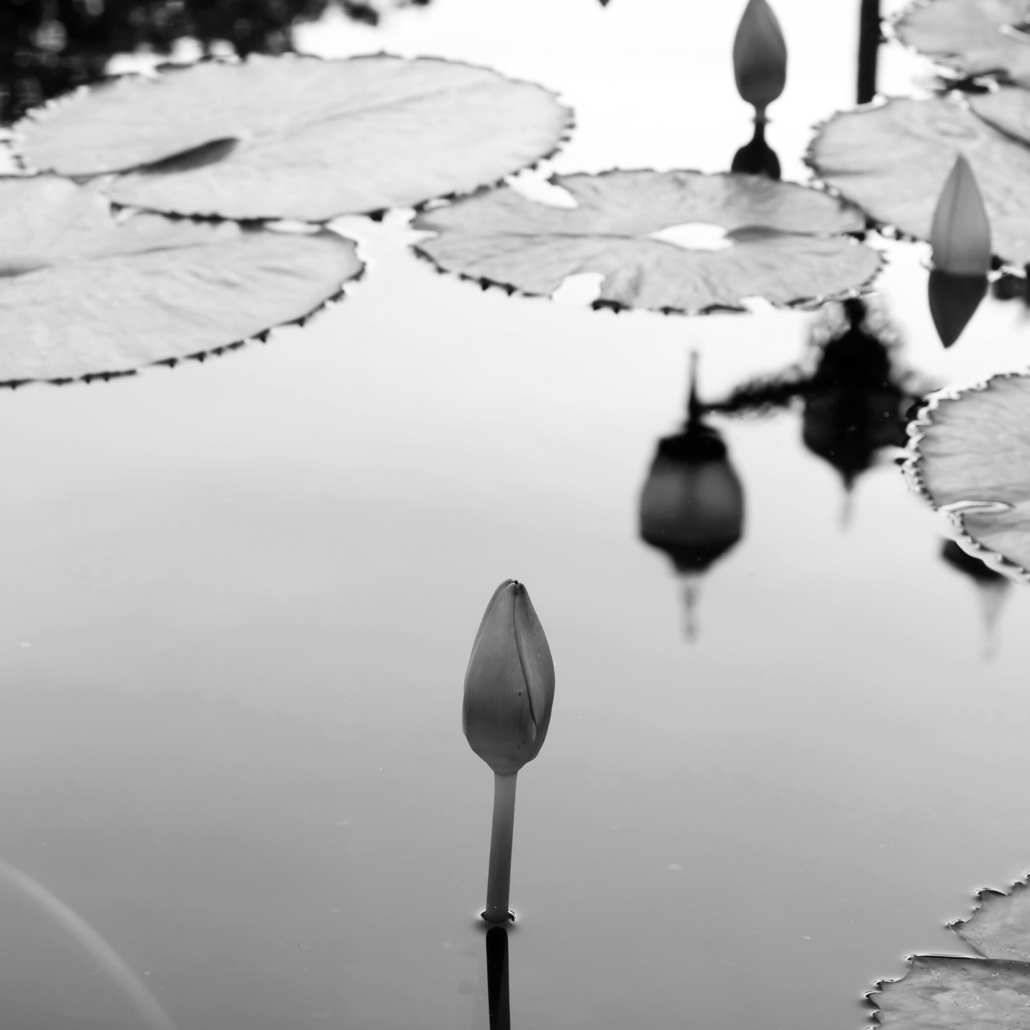 Waterflower Laundry Drops